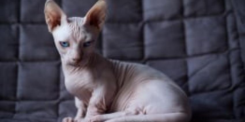 Verbod op fokken 16 kattenrassen aanstaande 