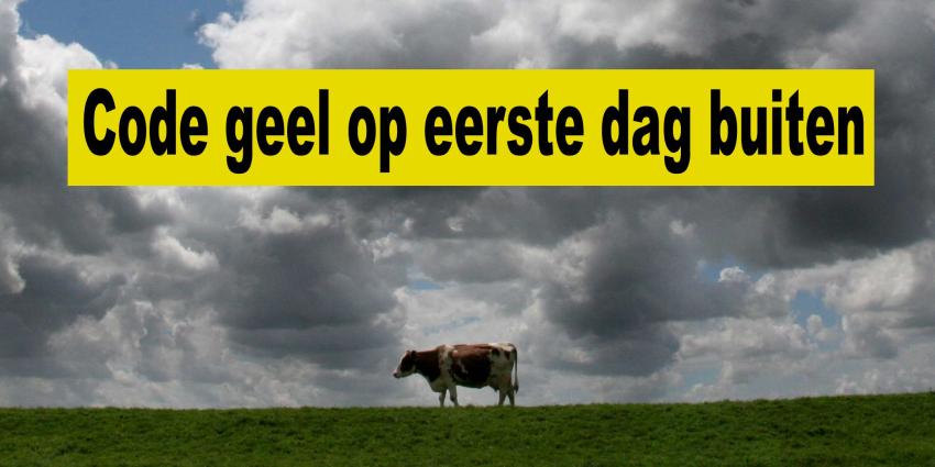 Koeien op eerste stormachtige lentedag de wei in Koeien op eerste stormachtige lentedag de wei in