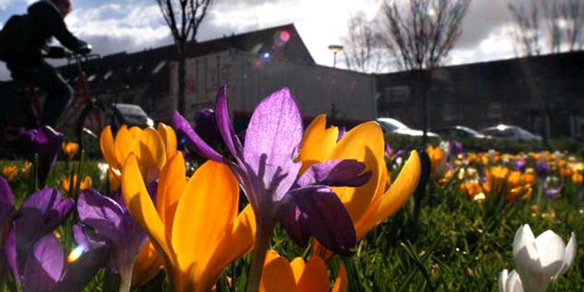 krokus-lente-zon-fietser-sporten krokus-lente-zon-fietser-sporten