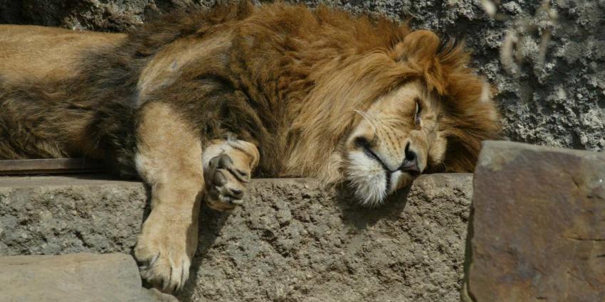Iconische leeuw overleden in ARTIS Iconische leeuw overleden in ARTIS