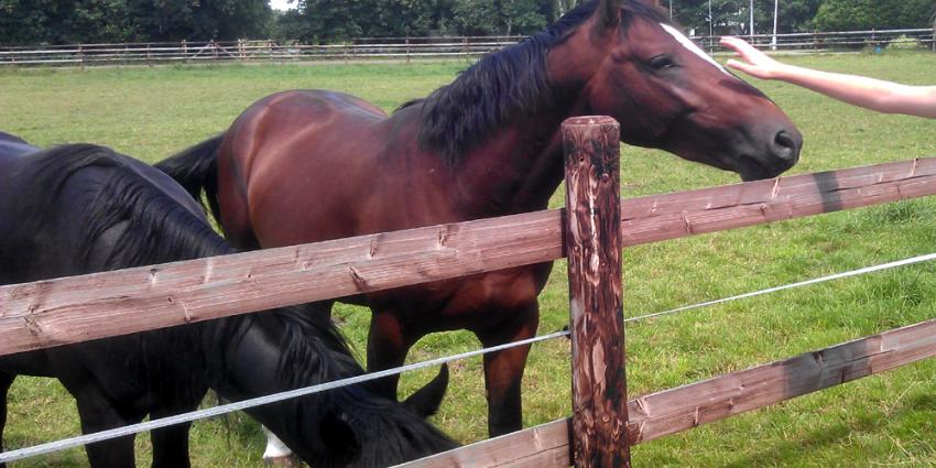 paarden-weiland-hek paarden-weiland-hek