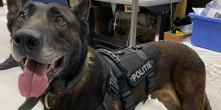 Politiehond bijt verdachte autodief