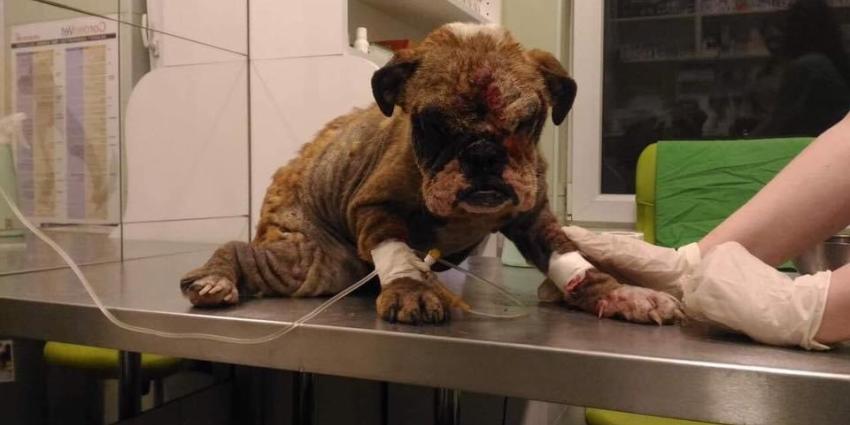 Uitgeput en verwaarloosde moederhond gered uit een hongaarse puppyfabriek Uitgeput en verwaarloosde moederhond gered uit een hongaarse puppyfabriek