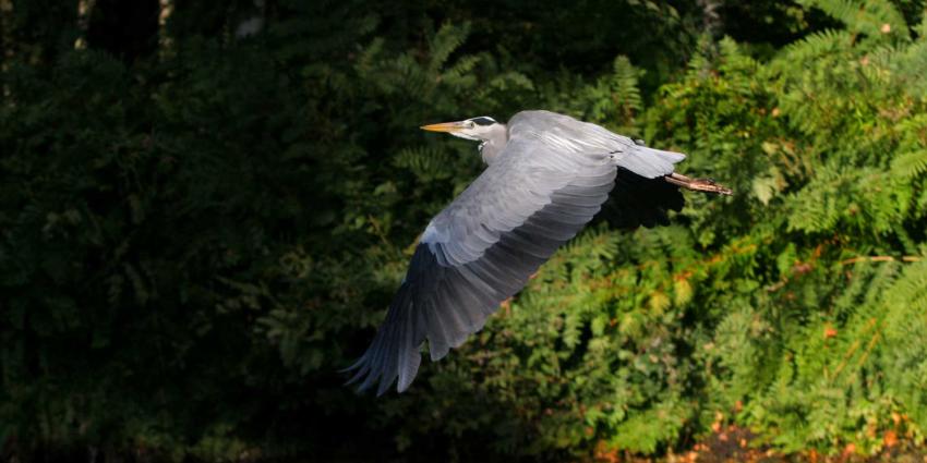 reiger-vliegen-natuur reiger-vliegen-natuur