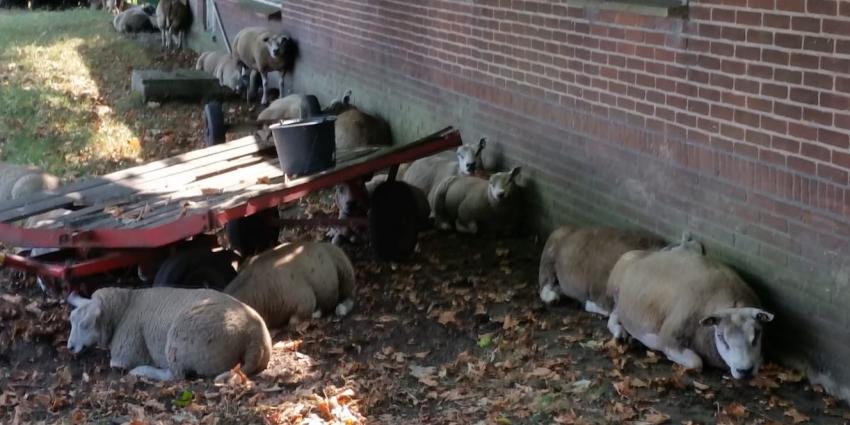 Schapen zoeken verkoeling in de schaduw Schapen zoeken verkoeling in de schaduw