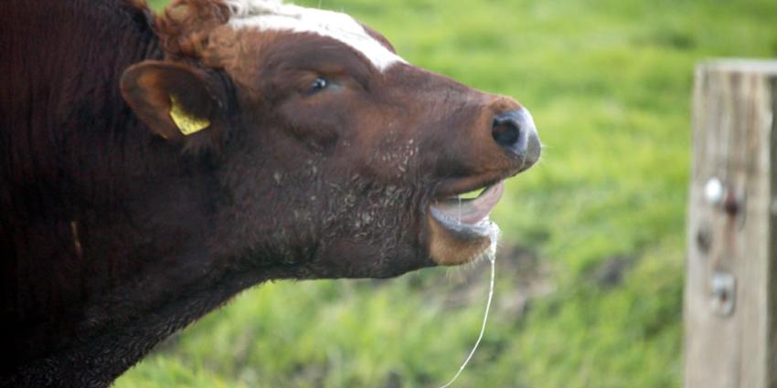 Ontsnapte stier doet rondje Amsterdam Ontsnapte stier doet rondje Amsterdam