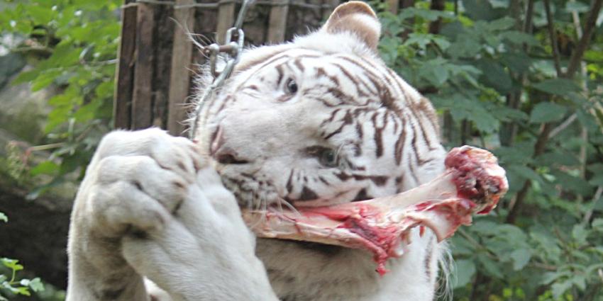 Libéma neemt drie dierentuinen uit het faillissement over Libéma neemt drie dierentuinen uit het faillissement over