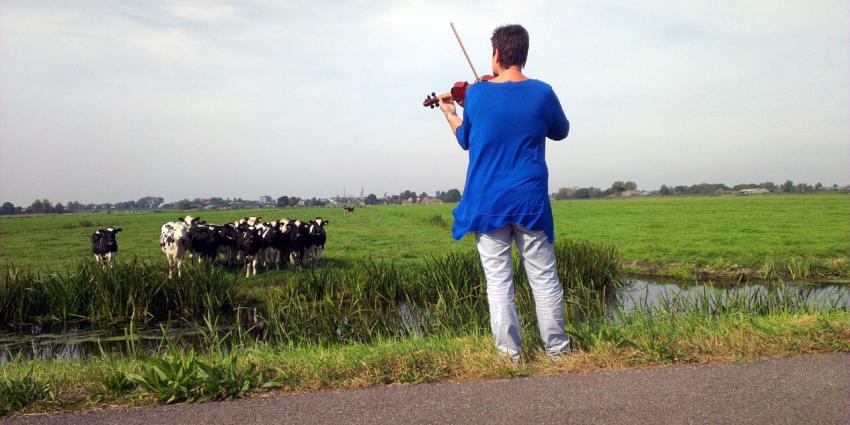 Koeien komen massaal af op vioolmuziek Koeien komen massaal af op vioolmuziek