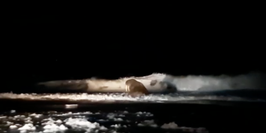 Walrus op strand Walrus op strand