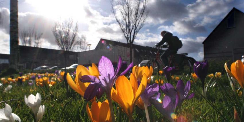 Foto van krokus lente | Archief EHF Foto van krokus lente | Archief EHF