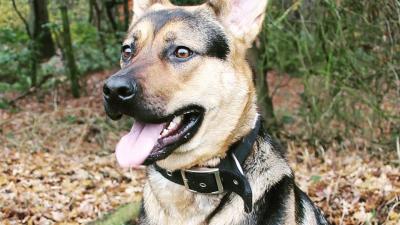 Honden lief en sociaal door dna-fout Honden lief en sociaal door dna-fout
