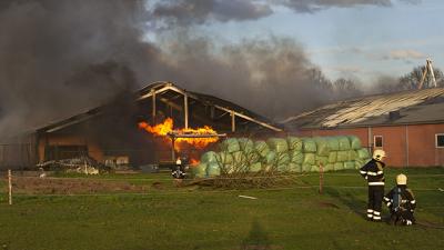 Grote brand doodt 4000 biggen en 700 varkens  