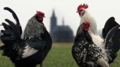 Milde H7-vogelgriep variant op boerderij in Lochem
