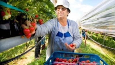 Mengteelt en strokenteelt draagt bij aan biodiversiteit Mengteelt en strokenteelt draagt bij aan biodiversiteit