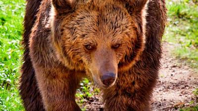 Beer Niki (26) dood in Ouwehands Dierenpark