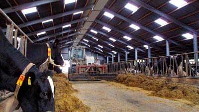 Foto van koe bij melkveehouderij | Archief EHF Foto van koe bij melkveehouderij | Archief EHF