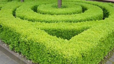 buxus-haag buxus-haag