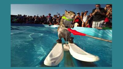 Eekhoorn maakt zich niet druk om de warmte en gaat waterskiën 