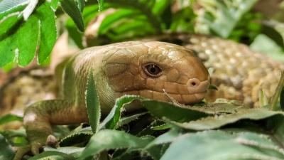Grijpstaartskink geboren in DierenPark Amersfoort