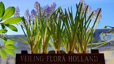 floraholland-bloemen