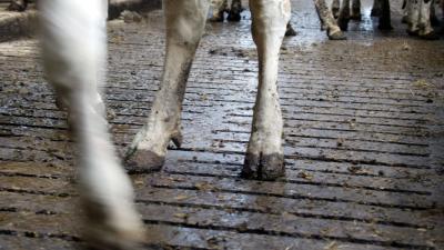Negentig koeien zakken door vloer stal