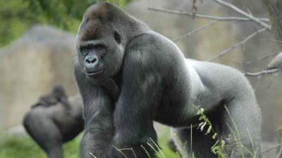 Gorilla Bokito