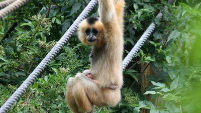 Goudwanggibbon geboren in Artis Goudwanggibbon geboren in Artis