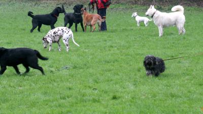 Loslopende hond door andere hondenbezitter doodgestoken Loslopende hond door andere hondenbezitter doodgestoken