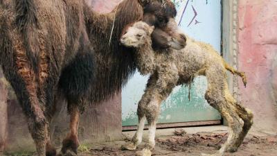 Kameeltje geboren in DierenPark Amersfoort