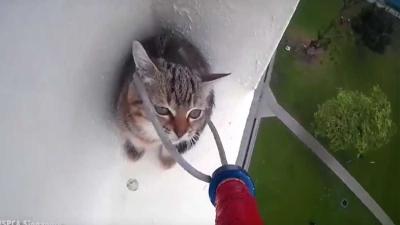 Jong katje gered van hoge richel op Dierendag Jong katje gered van hoge richel op Dierendag