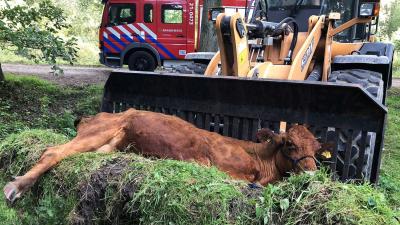 Brandweer redt koe uit sloot in natuurgebied Liempde