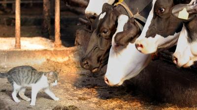 koe-voer-stal-kat-poes koe-voer-stal-kat-poes