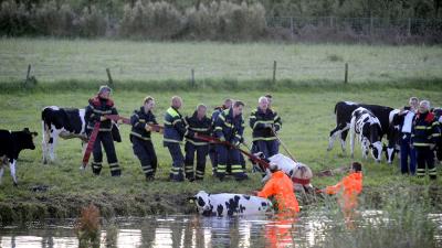 Vier koeien uit Kromme Rijn gered door brandweer Vier koeien uit Kromme Rijn gered door brandweer