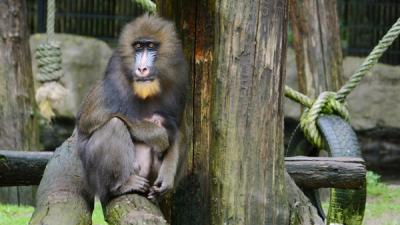 Mandril geboren in Ouwehands Dierenpark Rhenen