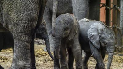 Mosi, Tendai en Ajabu (van links naar rechts)