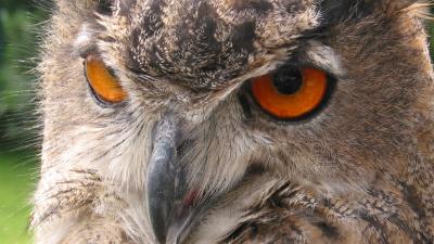 Purmerendse oehoe verblijft in Artis Purmerendse oehoe verblijft in Artis