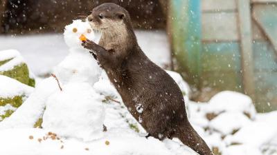Ook sneeuwpret voor de dieren in DierenPark Amersfoort 