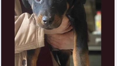Puppy in advertentie