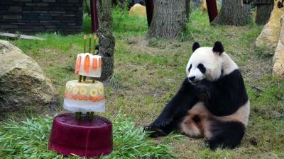 IJstaart voor jarige reuzenpanda’s Xing Ya &amp; Wu Wen 
