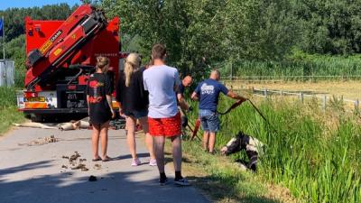 paard, ruiter, te water, vlaardingen