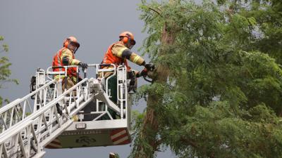 Brandweer zaagt boom om
