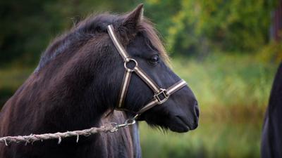Onthoofde Shetlander gevonden Onthoofde Shetlander gevonden