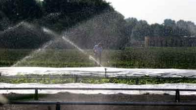Foto van sproeien gewassen vanwege droogte | Archief EHF Foto van sproeien gewassen vanwege droogte | Archief EHF