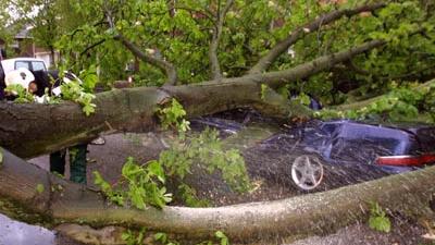 Foto van omgewaaide boom op auto | Archief EHF