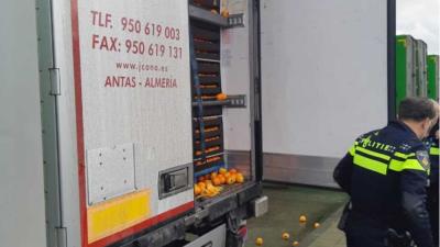 Verstekelingen aangetroffen tussen lading sinassapels in vrachtwagen Ridderkerk Verstekelingen aangetroffen tussen lading sinaasappels in vrachtwagen Ridderkerk