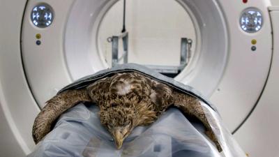Gecrashte zeearend onderzocht in CT-scanner Gecrashte zeearend onderzocht in CT-scanner