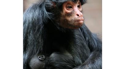 Zeldzame zwarte slingeraap geboren in Artis